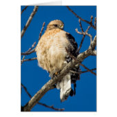 Red Schulter Hawk (Vorne)