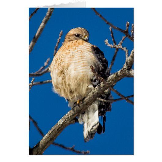 Red Schulter Hawk (Vorne)