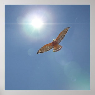 Red Schulter Hawk Bright Sun Fotografierkunst Poster