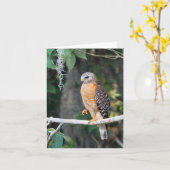 Red Schulter Hawk Card Karte (Gelbe Blume)