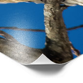 Red Schulter Hawk Fotodruck (Ecke)