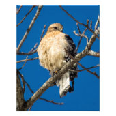 Red Schulter Hawk Fotodruck (Vorne)