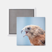 Red Schulter Hawk Magnet (Vorderseite/Rückseite)