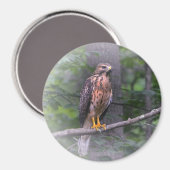 Red Schulter Hawk Magnet (Vorderseite/Rückseite)