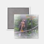 Red Schulter Hawk Magnet (Vorderseite/Rückseite)