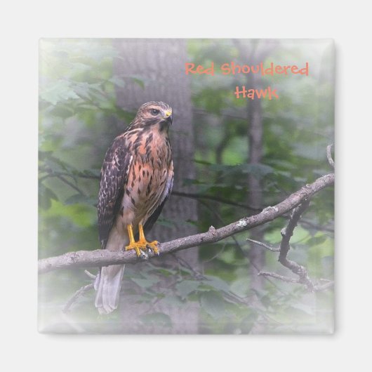 Red Schulter Hawk Magnet (Vorne)
