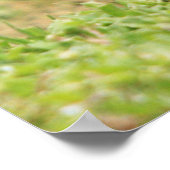 Red Schulter Hawk Poster (Ecke)