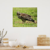 Red Schulter Hawk Poster (Küche)