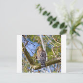 Red Schulter Hawk Postkarte (Stehend Vorderseite)