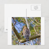 Red Schulter Hawk Postkarte (Vorne/Hinten)