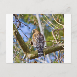 Red Schulter Hawk Postkarte