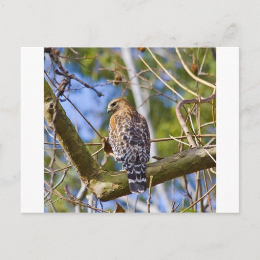 Red Schulter Hawk Postkarte (Vorderseite)