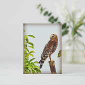 Red Schulter Hawk Postkarte (Stehend Vorderseite)