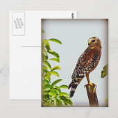 Red Schulter Hawk Postkarte (Vorne/Hinten)