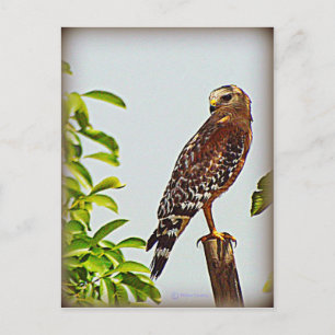 Red Schulter Hawk Postkarte