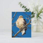 Red Schulter Hawk Postkarte (Stehend Vorderseite)