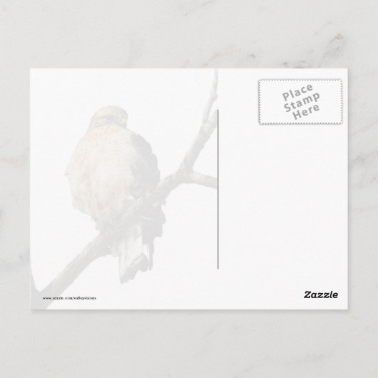 Red Schulter Hawk Postkarte (Rückseite)
