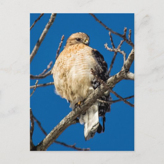 Red Schulter Hawk Postkarte (Vorderseite)