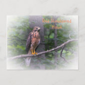 Red Schulter Hawk Postkarte (Vorderseite)