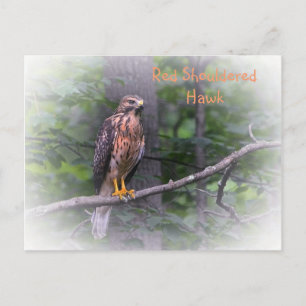 Red Schulter Hawk Postkarte