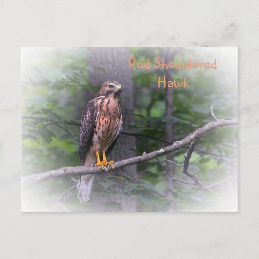 Red Schulter Hawk Postkarte (Vorderseite)