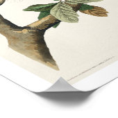 Red-schulter Hawk von Audubon Poster (Ecke)