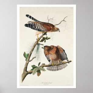 Red-schulter Hawk von Audubon Poster