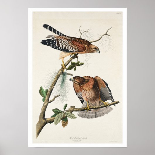 Red-schulter Hawk von Audubon Poster (Vorne)