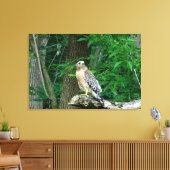 Red Schulter Hawk Wrapped Canvas Print Leinwanddruck (Insitu (Wohnzimmer))