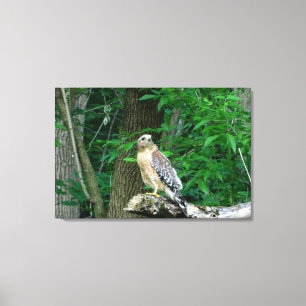 Red Schulter Hawk Wrapped Canvas Print Leinwanddruck