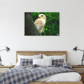Red Schulter Hawk Wrapped Canvas Print Leinwanddruck (Insitu (Schlafzimmer))