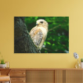 Red Schulter Hawk Wrapped Canvas Print Leinwanddruck (Insitu (Wohnzimmer))
