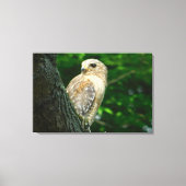 Red Schulter Hawk Wrapped Canvas Print Leinwanddruck (Vorderseite)