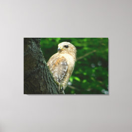 Red Schulter Hawk Wrapped Canvas Print Leinwanddruck