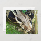 Red Schwanz Boa Postkarte (Vorne/Hinten)