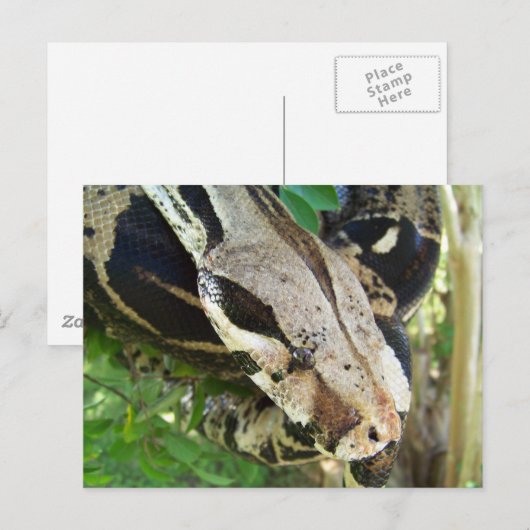 Red Schwanz Boa Postkarte (Vorne/Hinten)