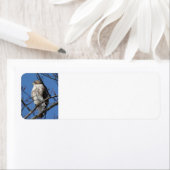 Red Schwanz Hawk (Insitu)