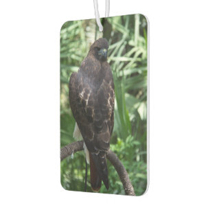 Red Schwanz Hawk Bird Autolufterfrischer