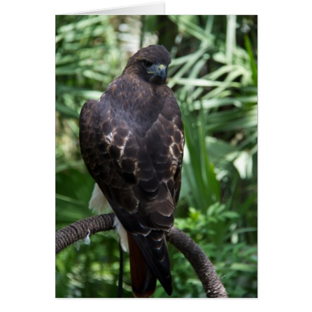 Red Schwanz Hawk Bird Card (Vorne)