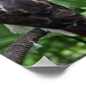Red Schwanz Hawk Bird Foto Poster (Ecke)