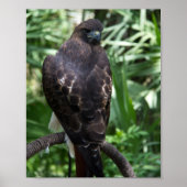 Red Schwanz Hawk Bird Foto Poster (Vorne)