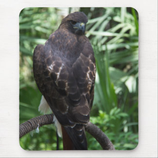 Red Schwanz Hawk Bird Mousepad
