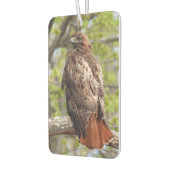 Red Schwanz Hawk - Bird of Prey Autolufterfrischer (Links)