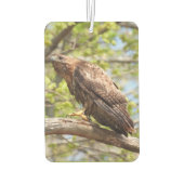Red Schwanz Hawk - Bird of Prey Autolufterfrischer (Rückseite)