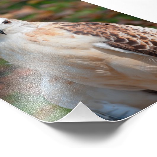 Red Schwanz Hawk Closeup Fotodruck (Ecke)