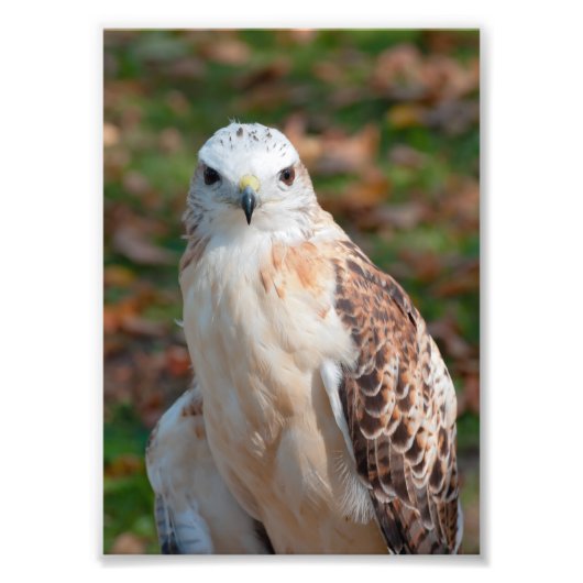 Red Schwanz Hawk Closeup Fotodruck (Vorne)