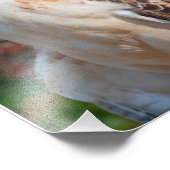 Red Schwanz Hawk Closeup Fotodruck (Ecke)