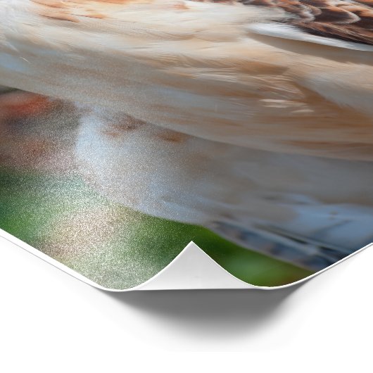 Red Schwanz Hawk Closeup Fotodruck (Ecke)