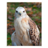 Red Schwanz Hawk Closeup Fotodruck (Vorne)