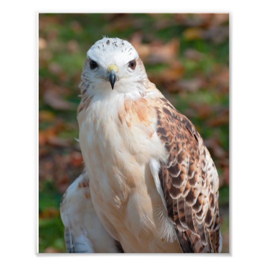 Red Schwanz Hawk Closeup Fotodruck (Vorne)